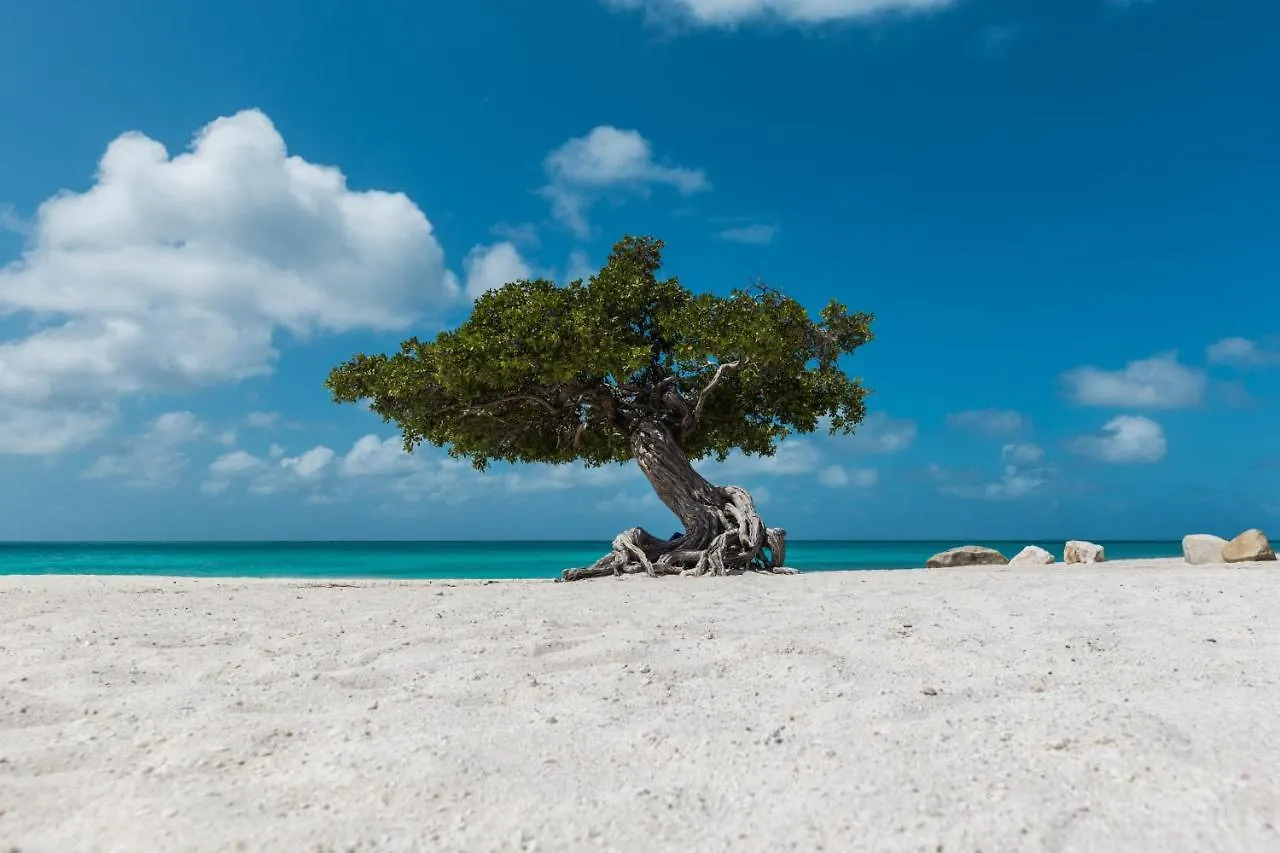 Boroncana 8-E Palm Beach 0*,  Aruba